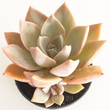 Plant - Graptoveria Douglas Huth