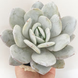 Collector's Succulent Plant Stoneware Pot