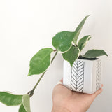 Collector's Plant Geometry Cube Pot - Soul Made Boutique