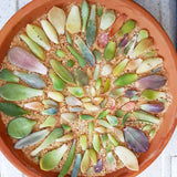 Assorted Succulent Leaves - Soul Made Boutique
