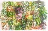 Assorted Succulent Leaves