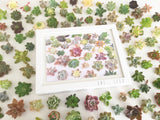 Succulent Print Envy