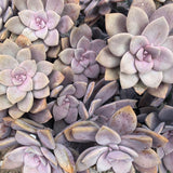 Adore Succulent Leaves (Pink, Purple, Peach and Red) Propagation Kit