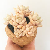 Collector's Succulent Plant Stoneware Pot