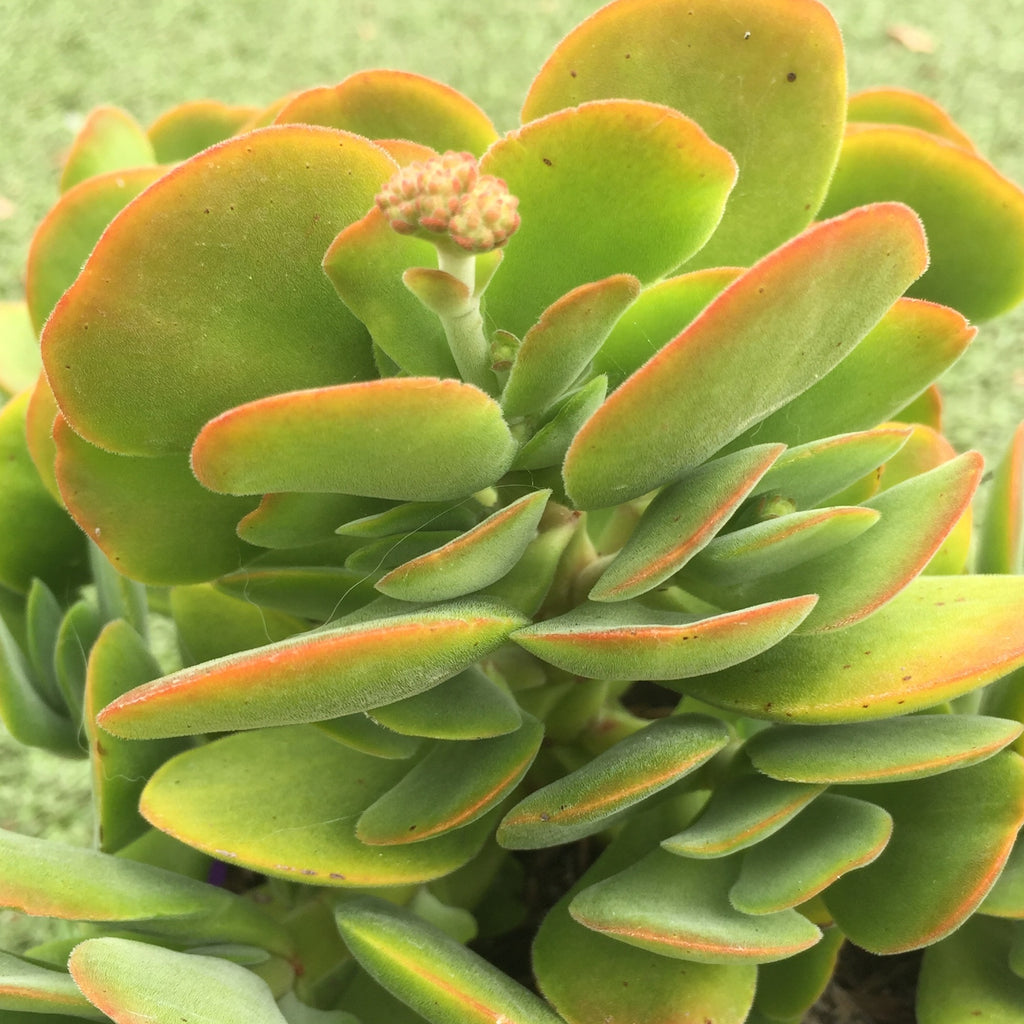 Plant - Unknown