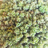 Plant - Sedum Dasyphyllum