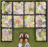 Assorted Succulent Leaves