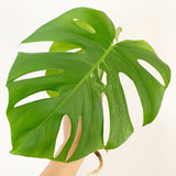 Plant - Variegated Monstera Deliciosa Plant