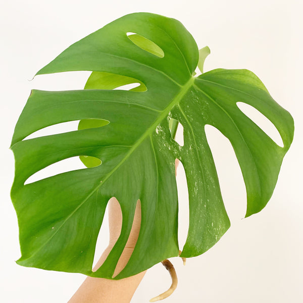 Plant - Variegated Monstera Deliciosa Plant