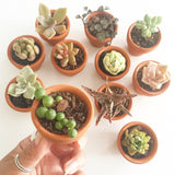 Assorted Succulent Plants (Small) with Pots - Soul Made Boutique