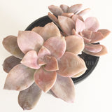 Plant - Graptopetalum Pentandrum Superbum
