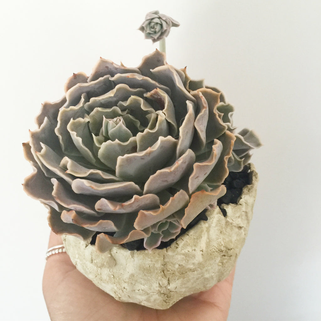 Collector's Succulent Plant Stoneware Pot
