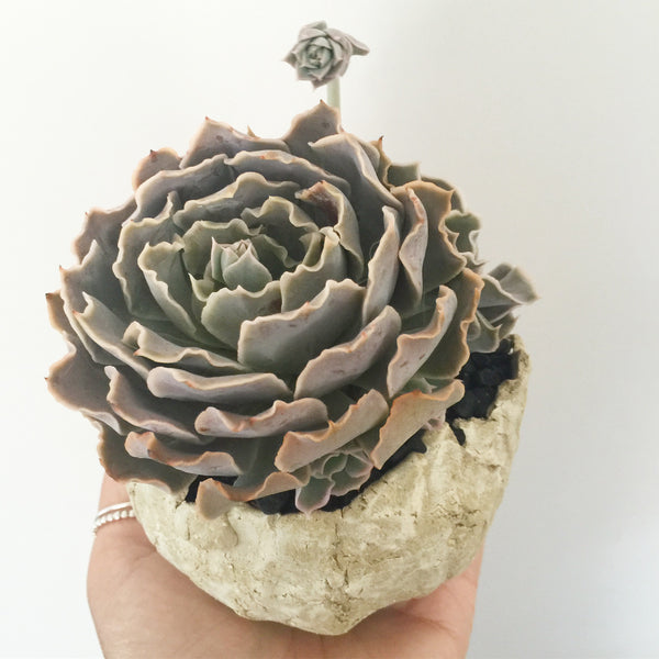 Collector's Succulent Plant Stoneware Pot