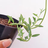 Plant - Senecio Peregrinus (Dolphin Necklace)