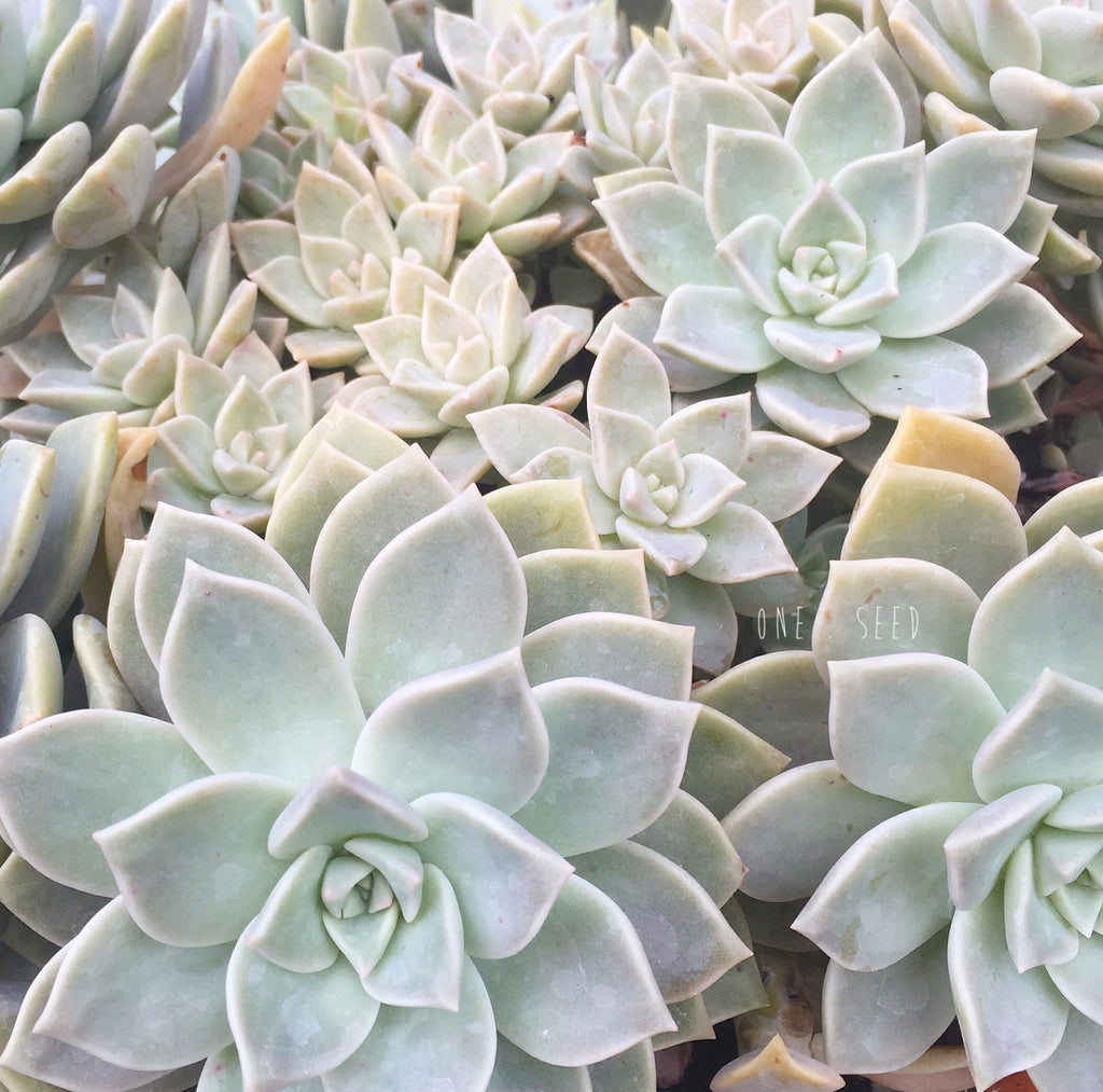 Plant - Graptoveria Titubans