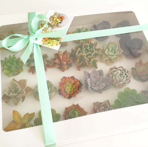 Assorted Succulent Cuttings (Rosette) Gift Box - Soul Made Boutique