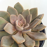 Plant - Graptoveria Debbie