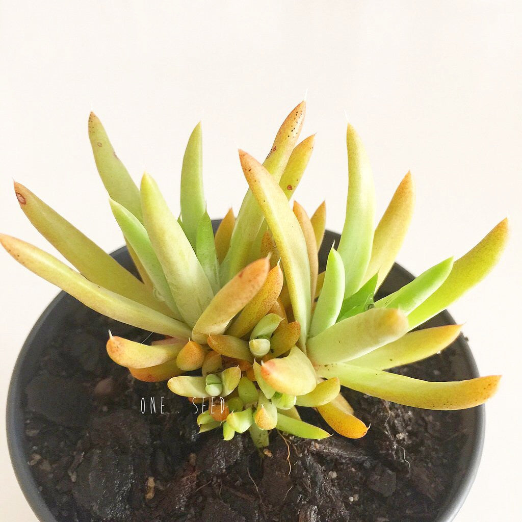 Plant - Orostachys Spinosus