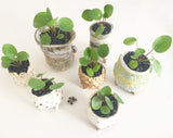 Collector's Succulent Plant Handmade Watercolour Pot