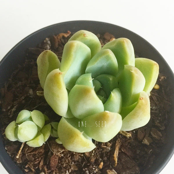 Plant - Echeveria Albicans