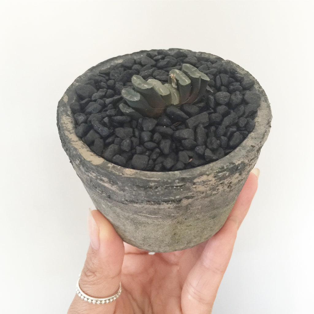 Collector's Succulent Plant Concrete Pot - Soul Made Boutique