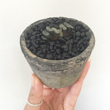Collector's Succulent Plant Concrete Pot - Soul Made Boutique