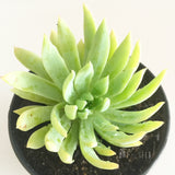 Plant - Sedeveria Fanfare