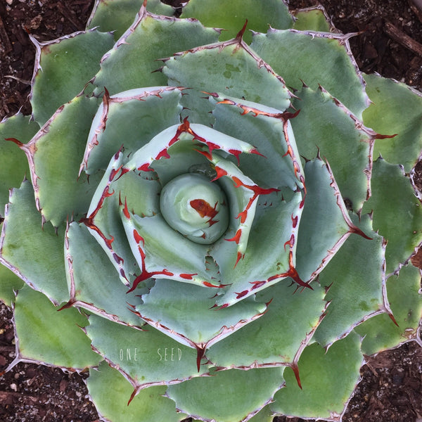 Plant - Agave Potatrum