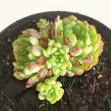Plant - Echeveria Globulosa