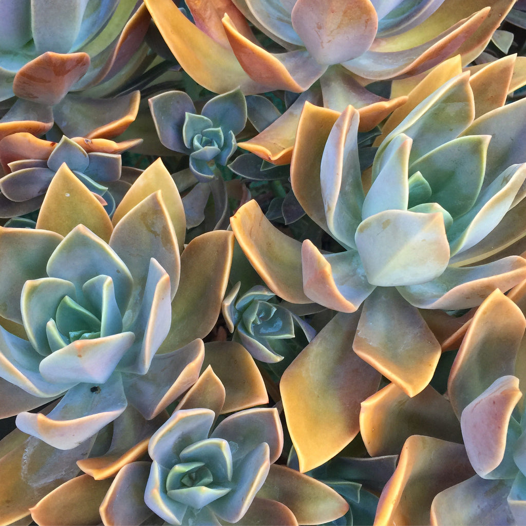 Plant - Graptoveria Fred Ives