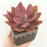 Collector's Plant Geometry Cube Pot - Soul Made Boutique