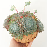 Collector's Succulent Plant Stoneware Pot - Soul Made Boutique
