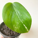 Plant - Variegated Monstera Deliciosa Plant