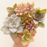 Assorted Succulent Cuttings (Pink, Purple, Peach)