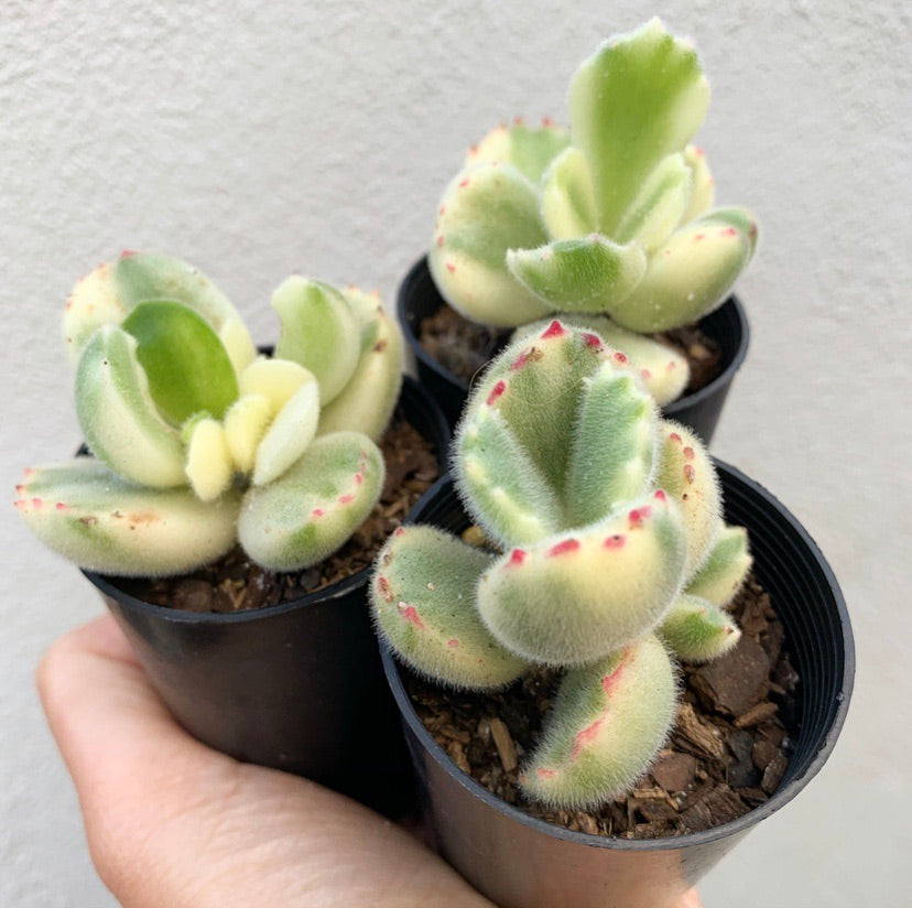 Plant - Cotyledon Ladismithiensis Variegated (Bear's Paw)