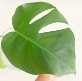 Plant - Variegated Monstera Deliciosa Plant
