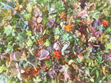 Assorted Succulent Cuttings (Miniatures) - Soul Made Boutique