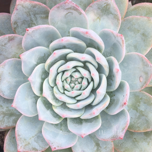 Plant - Echeveria Blue Bird