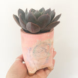 Collector's Succulent Plant Handmade Watercolour Pot - Echeveria Purple Princess