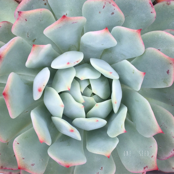 Plant - Echeveria Elation