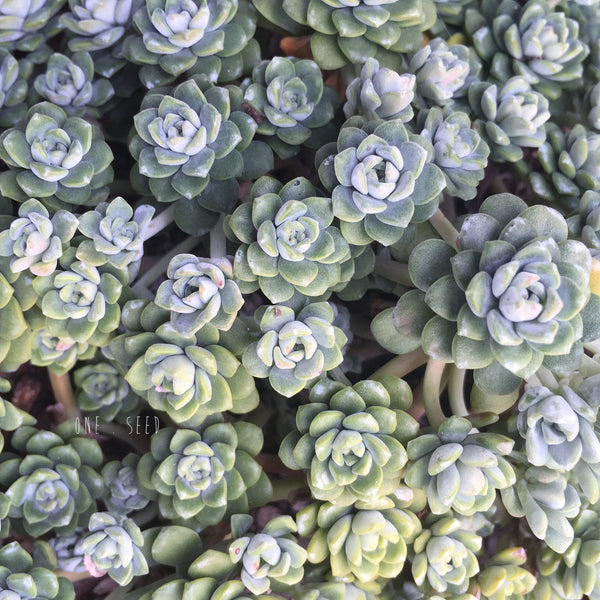 Plant - Sedum Spathulifolium Cape Blanco