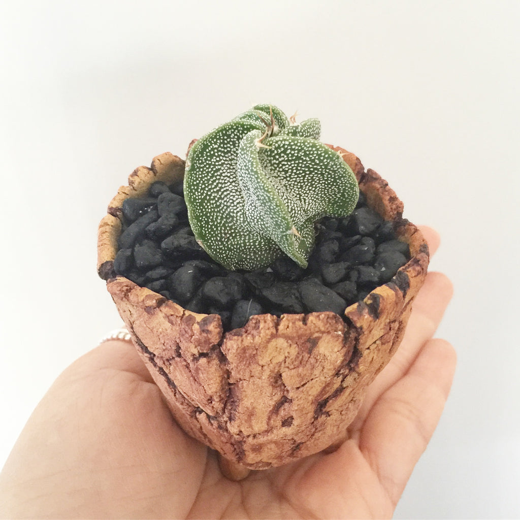 Collector's Succulent Plant Stoneware Pot