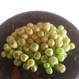 Plant - Fernestraria Rhopalophyll (Baby Toes)