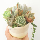 Assorted Succulent Garden Pastel Pot - Soul Made Boutique
