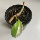 Plant - Variegated Monstera Deliciosa Plant