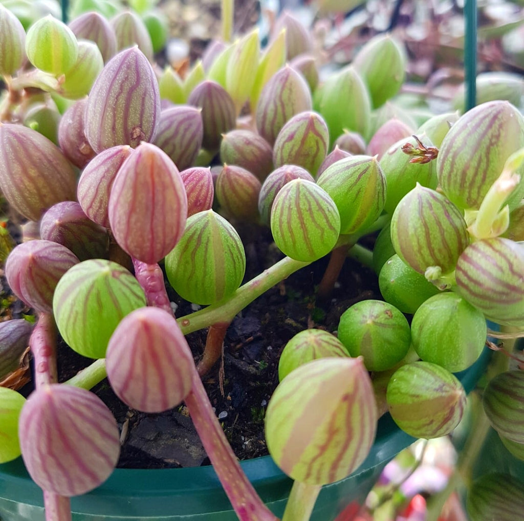 Plant - Senecio Herreianus (String of Watermelon)
