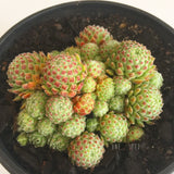 Plant - Sempervivum Hairy Balls