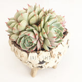 Collector's Succulent Plant Stoneware Pot