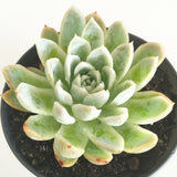 Plant - Echeveria Violet Queen
