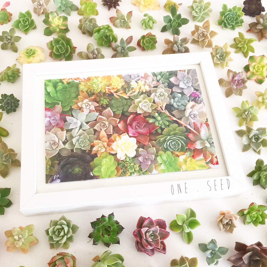 Succulent Print Blush